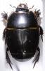 Pactolinus major